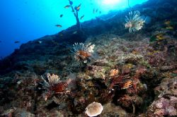 pterois, banc du Geyser, indian ocean by Alain Diaz 